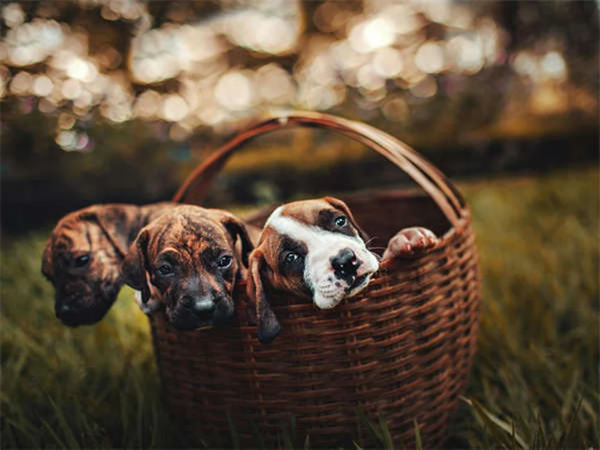 ペットは飼い主の死を悲しむのか？愛犬の手紙が語る深い絆とグリーフのサイン