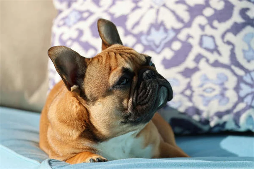 パルボウイルス経験犬を迎える前に知っておくべき7つのこと