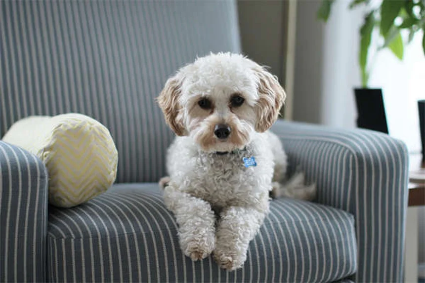 犬の外耳炎治療薬「オトマックス」と「トライオティック」の効果と正しい使い方