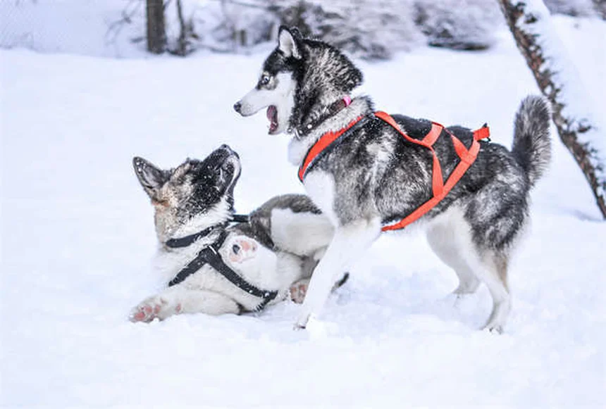 サイプロヘプタジン：犬猫の食欲不振を改善する処方薬の効果と注意点