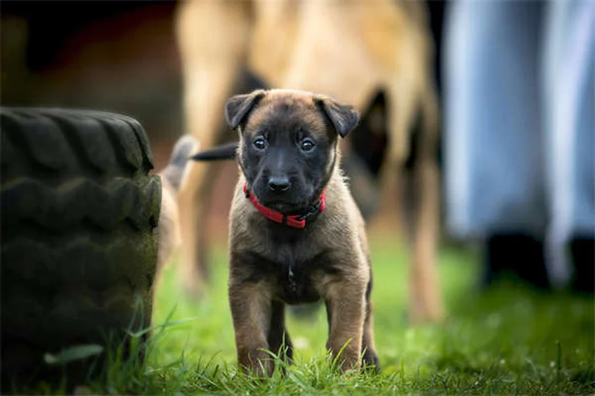 犬が顔を舐める理由とは？愛犬の気持ちを読み解く7つの心理