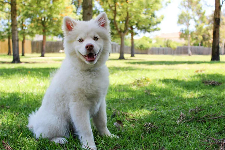 犬のプロバイオティクスとは？効果・選び方・副作用を徹底解説