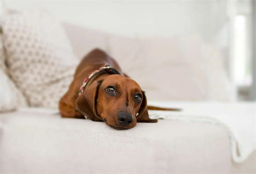 フィラリア陽性の犬を迎える前に知るべき7つの真実と幸せへの道