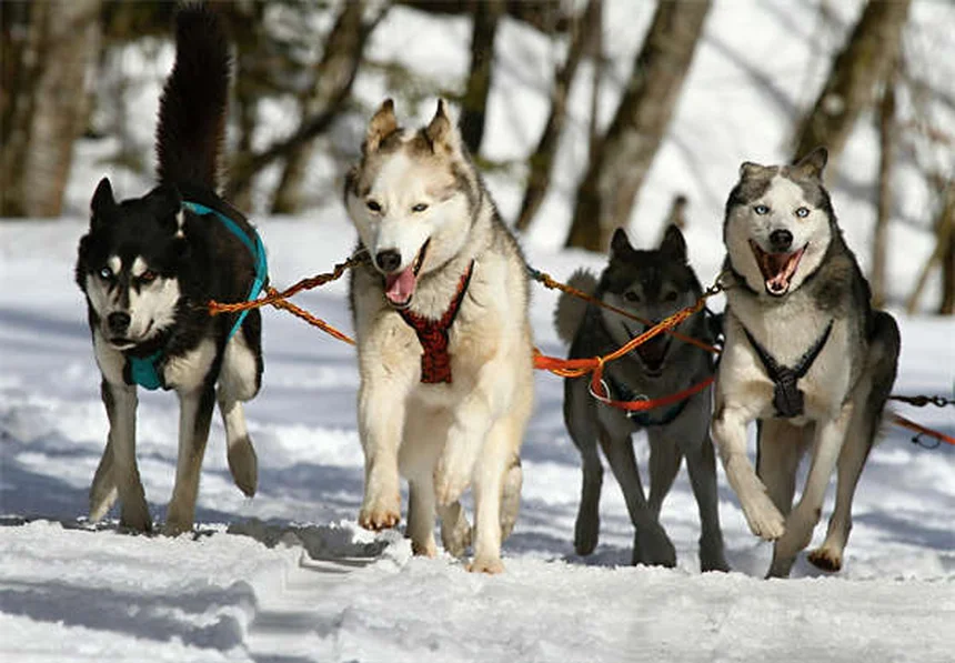 アモキシシリン、犬猫への正しい使い方と注意点を獣医師が解説