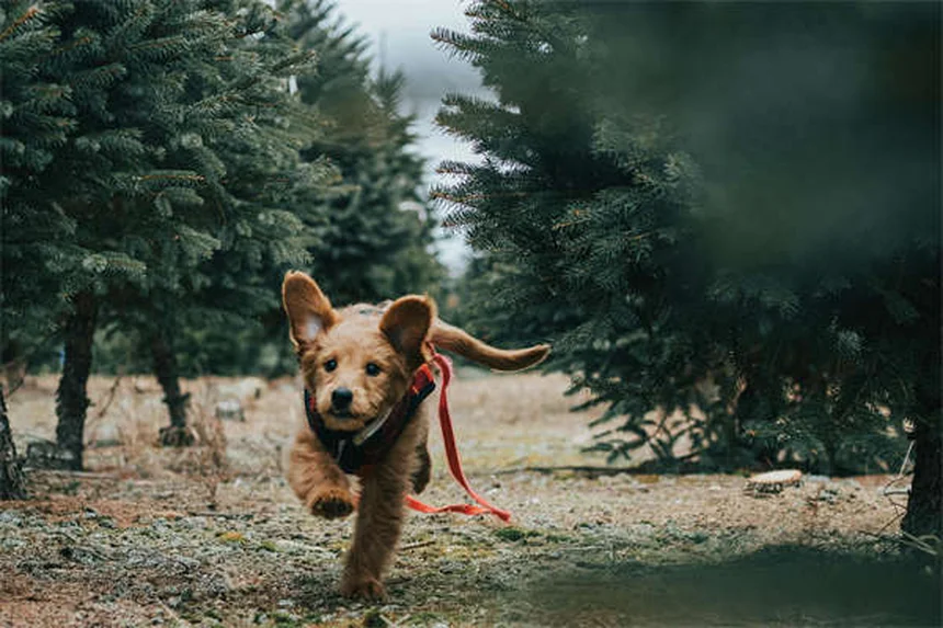 犬がスキンシップを嫌がる理由とサイン、改善方法を解説