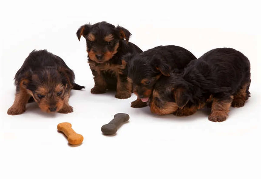犬がスキンシップを嫌がる理由とサイン、改善方法を解説
