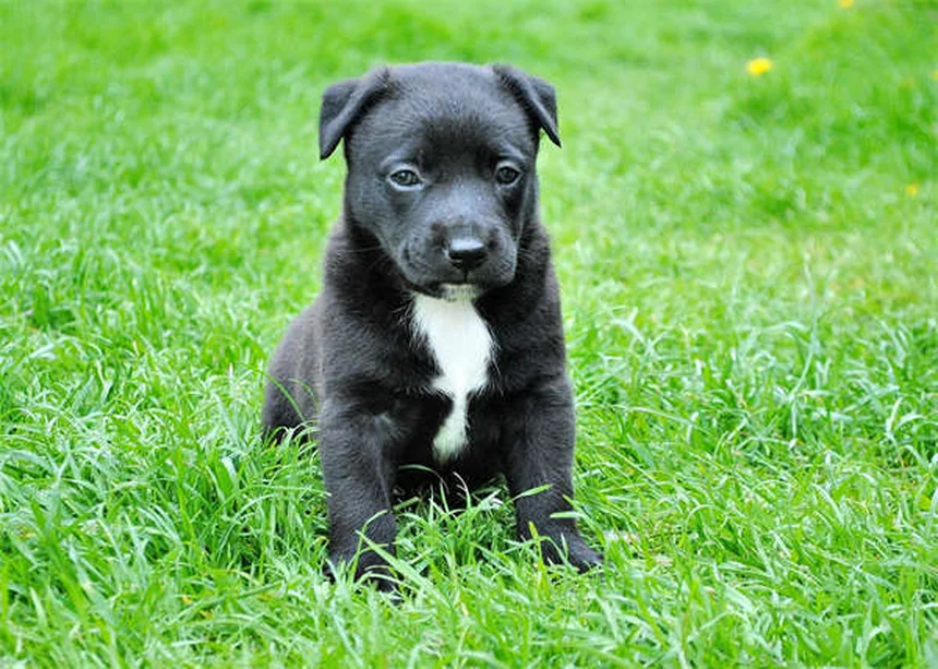 パルボウイルス回復犬の譲渡後に気をつけること