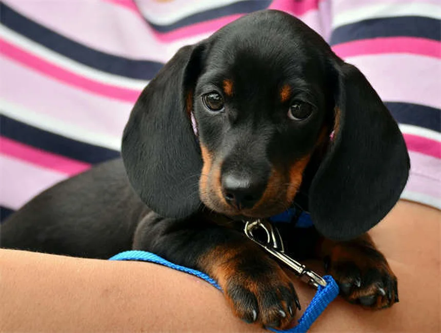 パルボウイルス回復犬の譲渡後に気をつけること