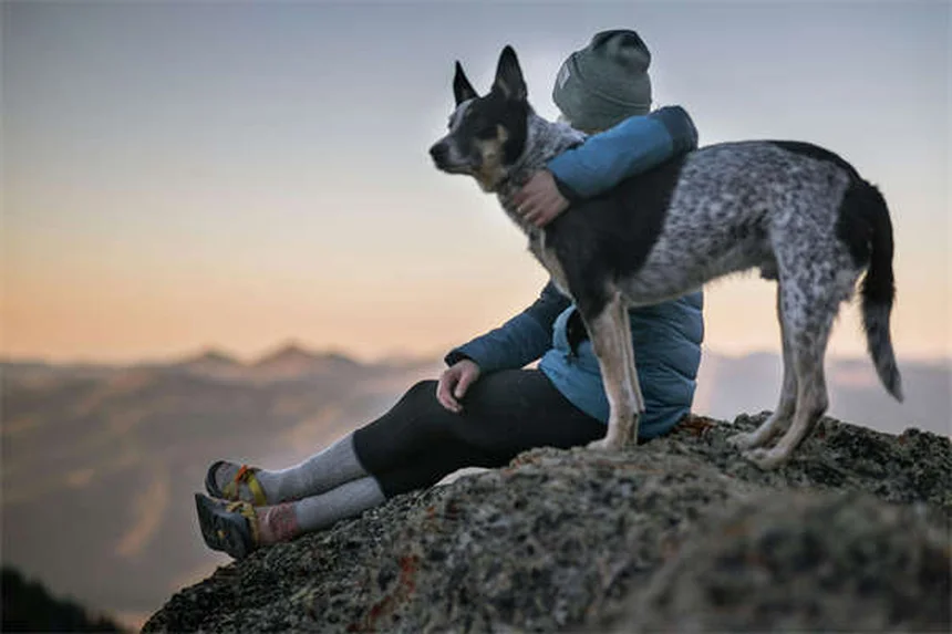 犬のエナラプリル、獣医師が教える正しい使い方と副作用・注意点
