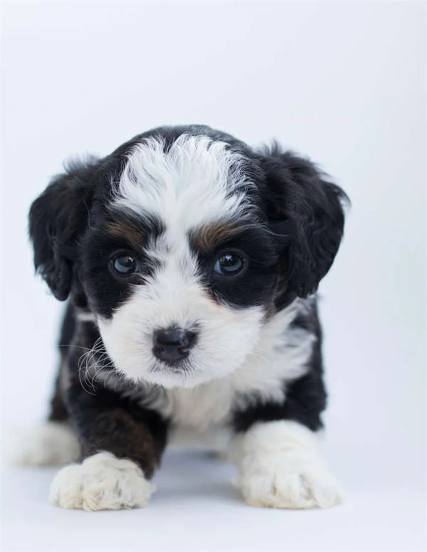 ティーツリーオイルは犬に危険？中毒症状と安全な製品を解説