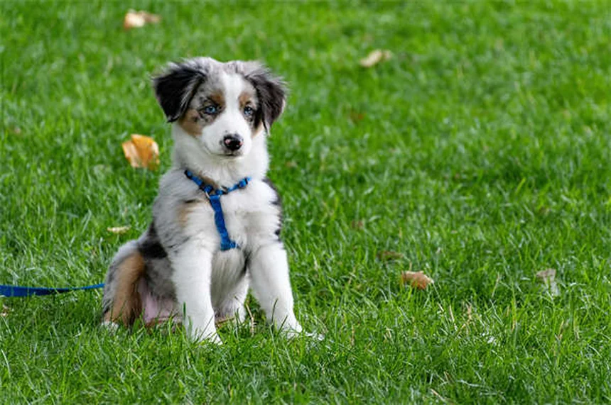 ティーツリーオイルは犬に危険？中毒症状と安全な製品を解説