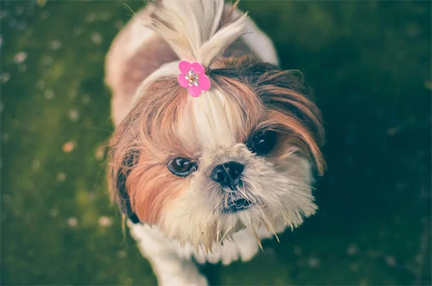 ティーツリーオイルは犬に危険？中毒症状と安全な製品を解説