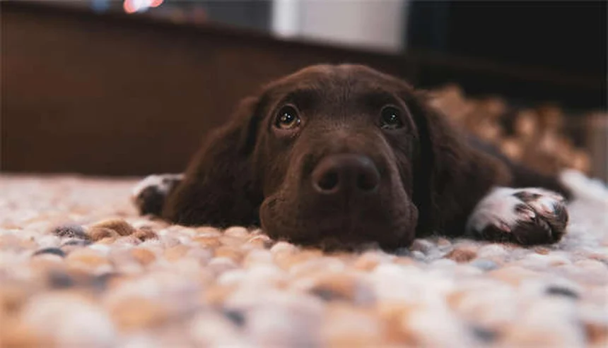 子犬の歯の生え変わりはいつから？いつまで？注意点と対処法