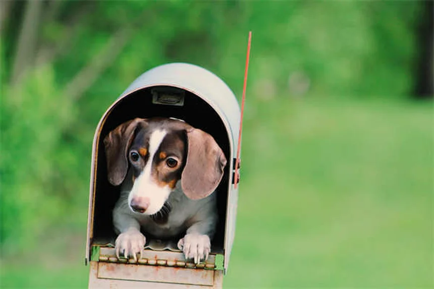 犬の泌尿器問題を早期発見！症状チェックと予防法