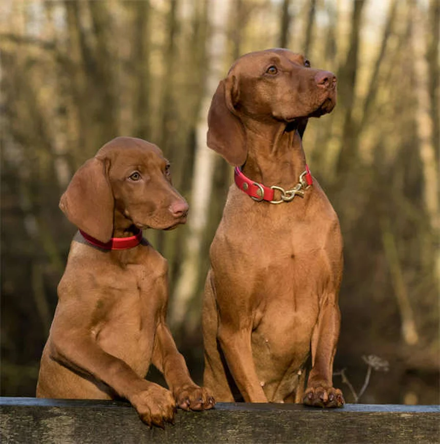 【実体験】犬とキャンプに行く時に知っておくべき注意点5選