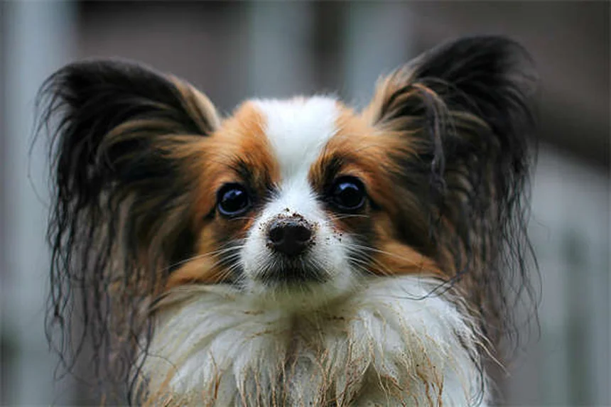 【実体験】犬とキャンプに行く時に知っておくべき注意点5選