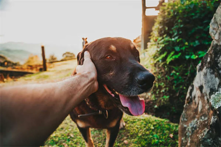 子猫の歯の生え変わり、知っておきたい基本とケア