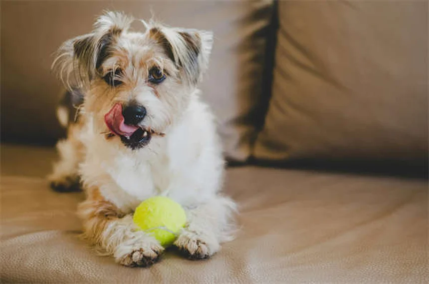 犬の年齢を人間に換算する正しい計算方法とは？サイズ別の目安と老化のサイン
