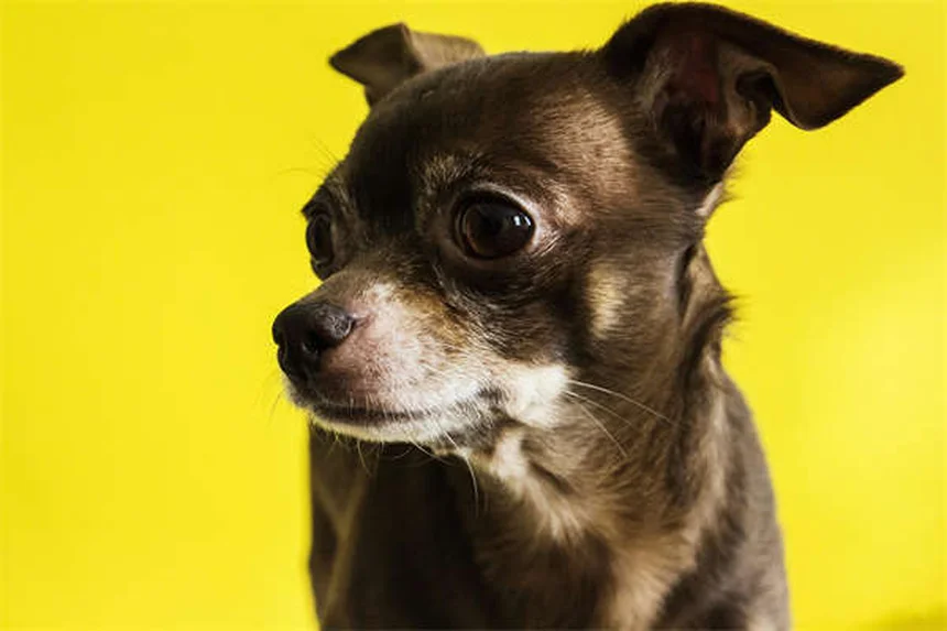 犬の年齢を人間に換算する正しい計算方法とは？サイズ別の目安と老化のサイン