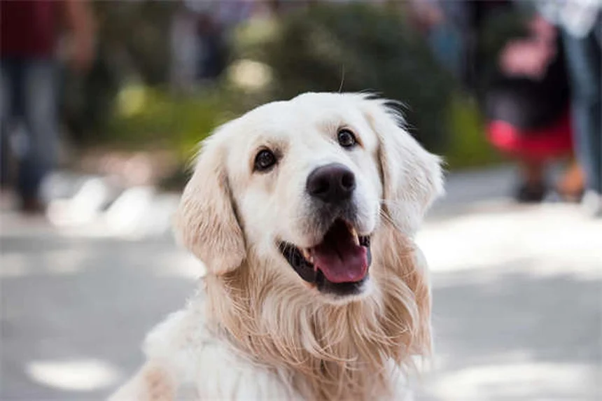子犬の成長を7週間で完全ガイド！私が実践した発育と健康管理の秘訣