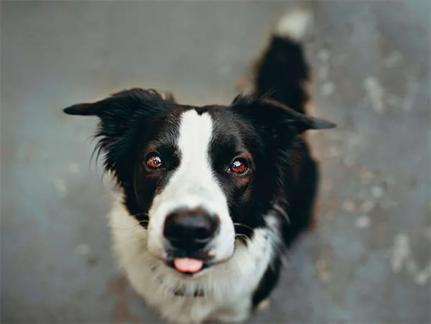 子犬の成長を7週間で完全ガイド！私が実践した発育と健康管理の秘訣