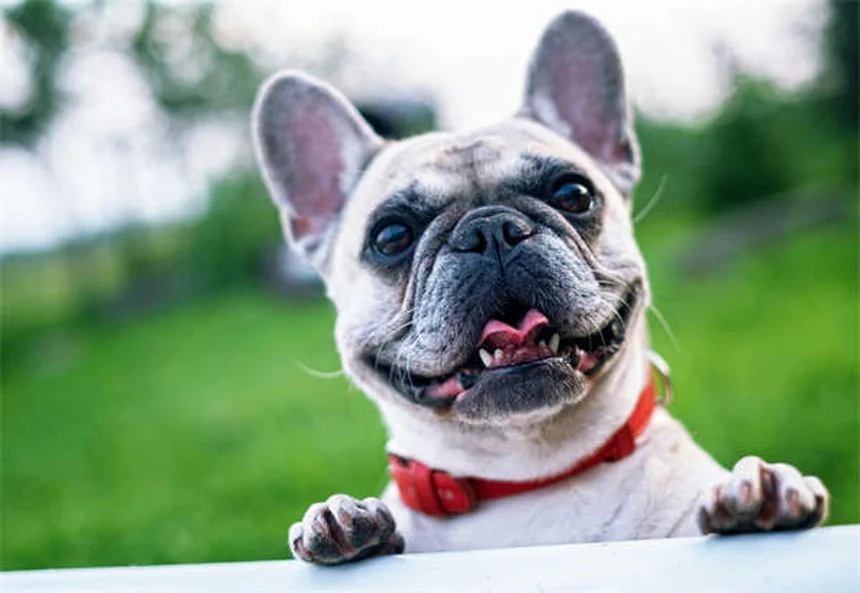 子犬の成長を7週間で完全ガイド！私が実践した発育と健康管理の秘訣