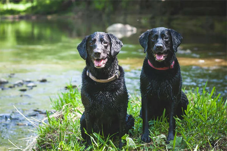 犬のうんちの正しい拾い方：プロが教える効果的な5ステップと必須マナー