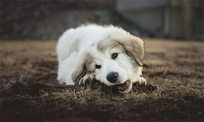 犬のうんちの正しい拾い方：プロが教える効果的な5ステップと必須マナー