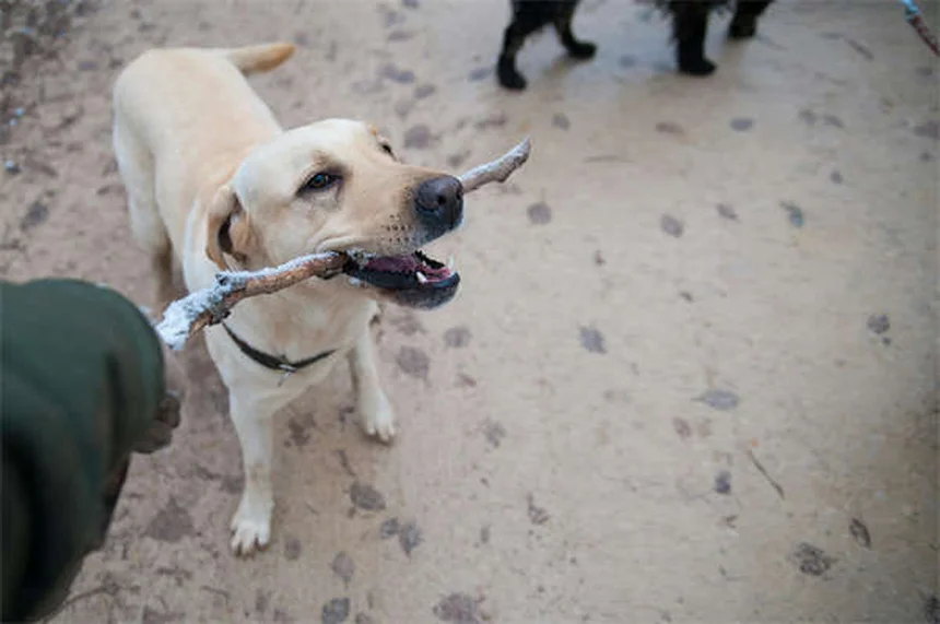 粘りつき犬の原因と改善方法、獣医師が解説