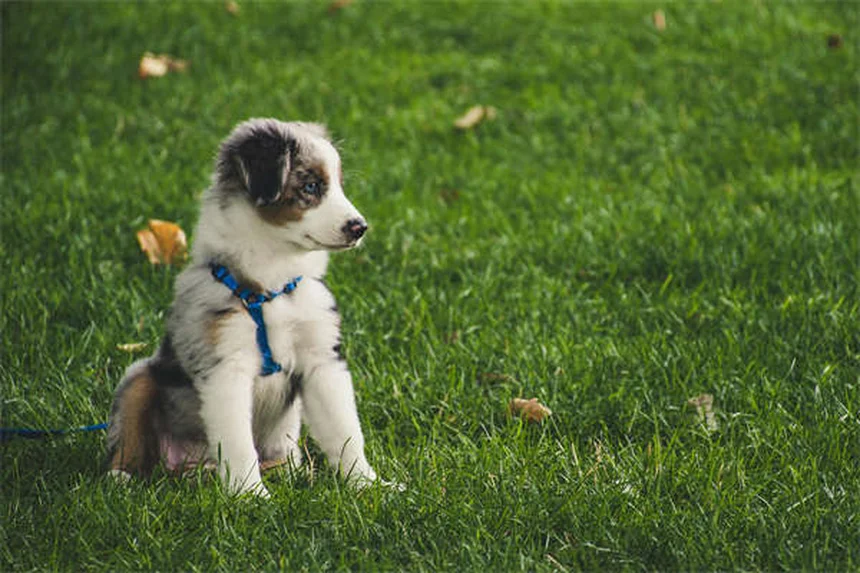 ペットのワクチンQ&A：犬と猫の予防接種、副作用、必要回数を獣医師が解説