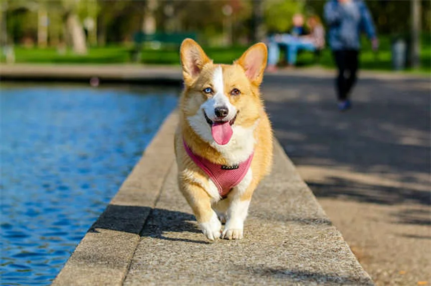 ペットのワクチンQ&A：犬と猫の予防接種、副作用、必要回数を獣医師が解説