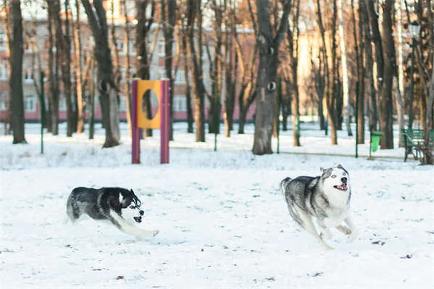 犬や猫を飼う前に知っておくべき10のチェックリスト