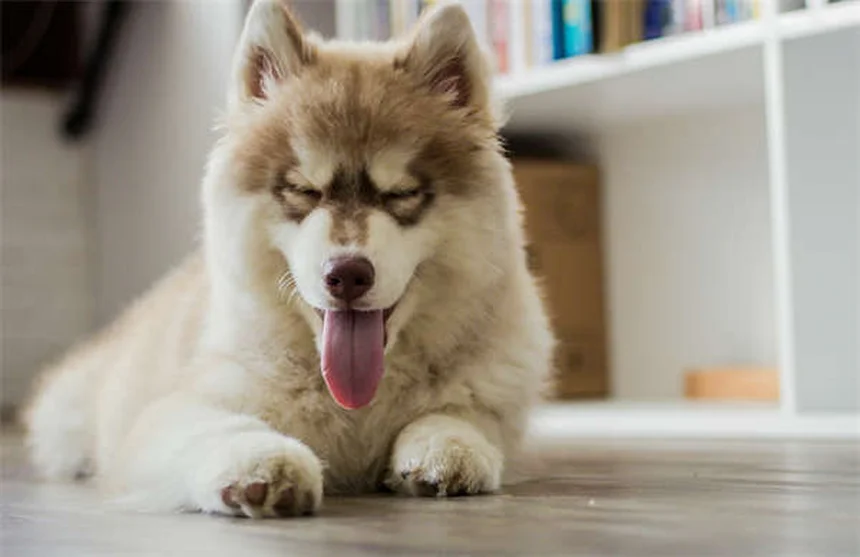 犬が死ぬ前の兆候7つと、安楽死を選ぶべき時を見極める方法