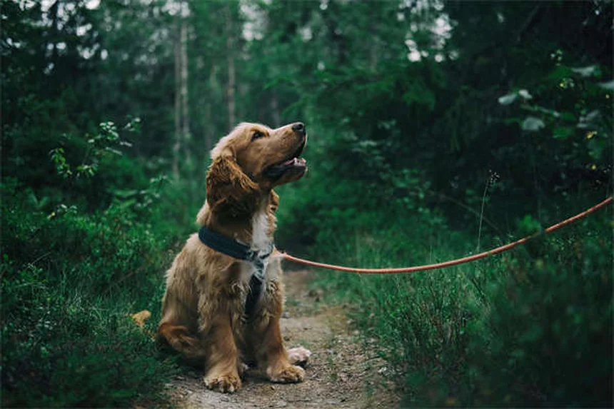 犬が死ぬ前の兆候7つと、安楽死を選ぶべき時を見極める方法