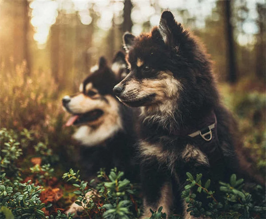 パルボウイルス経験犬を迎える前に知っておくべき7つのこと