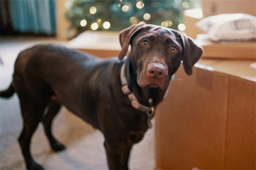 パルボウイルス経験犬を迎える前に知っておくべき7つのこと