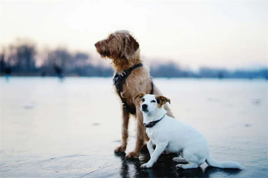 パルボウイルス経験犬を迎える前に知っておくべき7つのこと