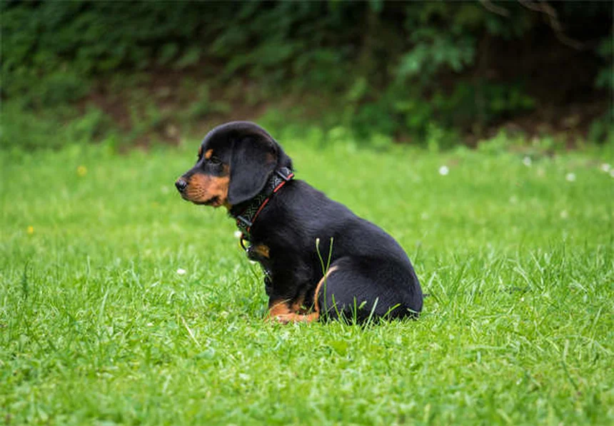 犬がうんちを食べる理由とやめさせる対策を獣医師が解説