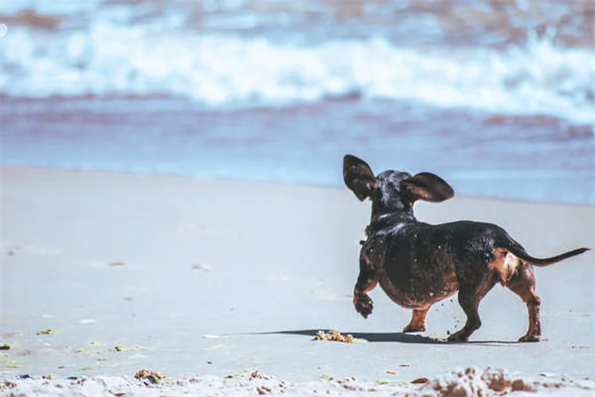 犬がうんちを食べる理由とやめさせる対策を獣医師が解説