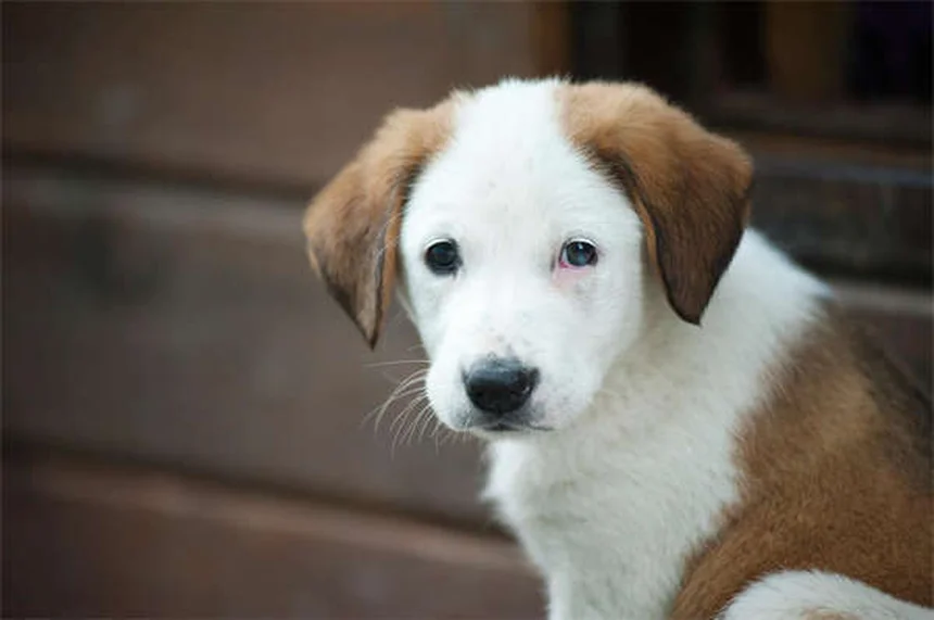 ダートムアポニーとは？性格、飼育、健康管理のすべてを解説