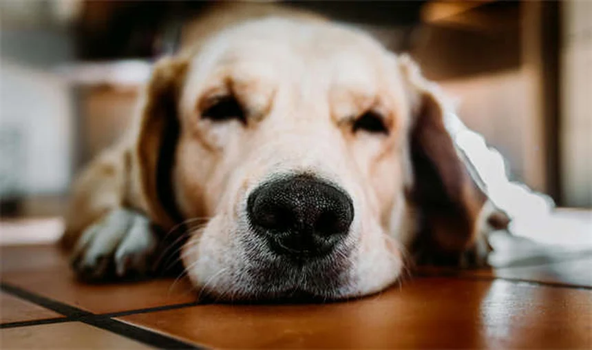 メクリジンとは？犬猫の乗り物酔い・めまいを和らげる薬の効果と注意点
