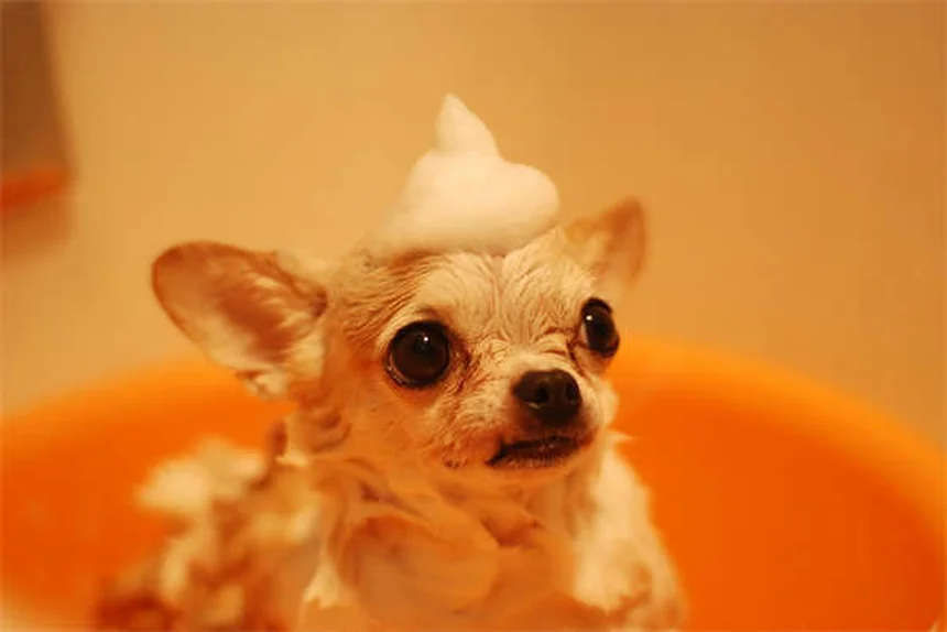 メクリジンとは？犬猫の乗り物酔い・めまいを和らげる薬の効果と注意点