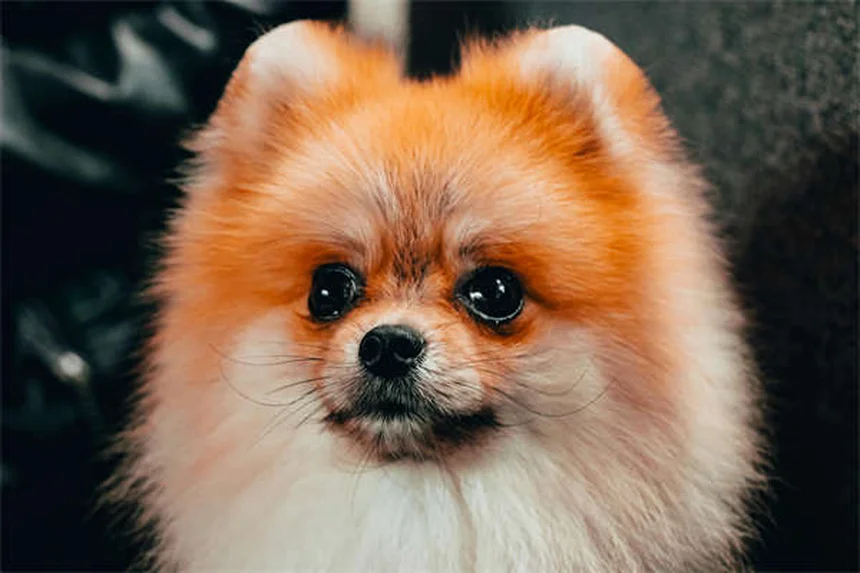 猟犬の種類とおすすめ20選｜狩りのパートナー選び完全ガイド