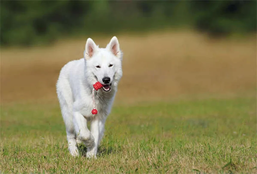 猟犬の種類とおすすめ20選｜狩りのパートナー選び完全ガイド
